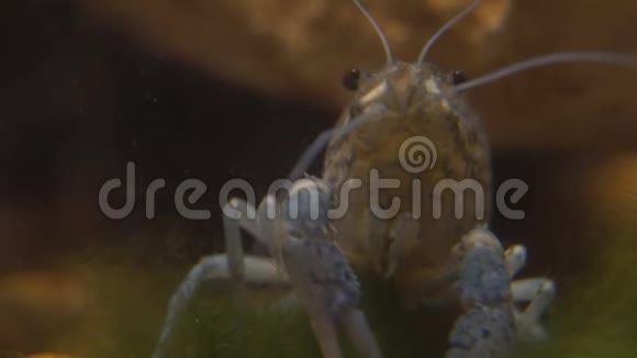 淡水中的淡水小龙虾视频的预览图