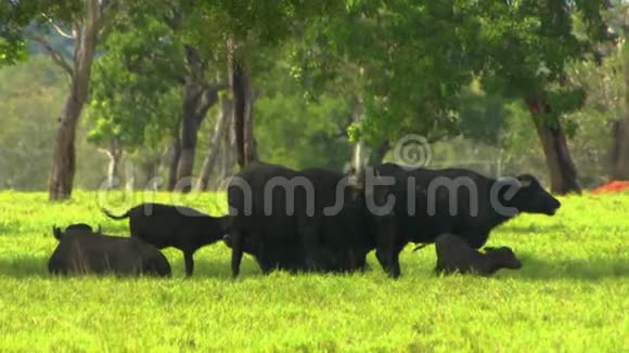 在阴影中的水牛家族视频的预览图