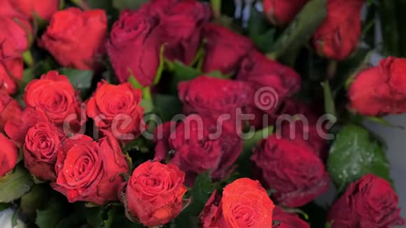 天鹅绒鲜红玫瑰带水滴在花店出售特写视频的预览图