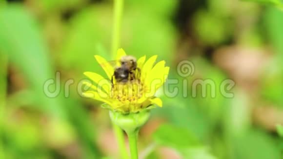 蜜蜂在黄花上采蜜视频的预览图
