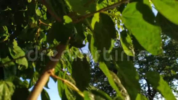 石灰树的绿叶向上看视频的预览图