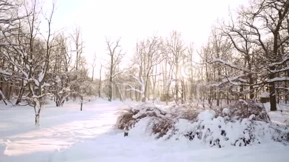 冬季阳光明媚的雪景森林里的雪堆新年的时候北方寒冷的天气美丽的背景视频的预览图