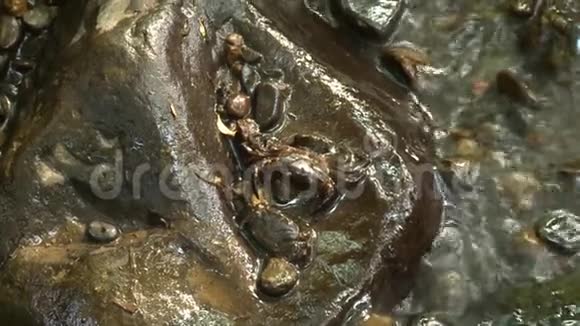 缅甸森林溪流上的螃蟹视频的预览图