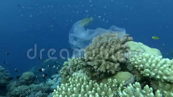 海洋对珊瑚花园的塑料污染丢弃在美丽珊瑚礁上的塑料袋视频的预览图