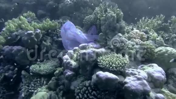 慢动作蓝色塑料袋在美丽的珊瑚礁上一群鱼在附近游泳视频的预览图