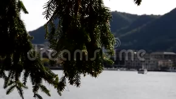 美丽的松枝在盛夏库存录像松山湖针叶树枝的背景视频的预览图