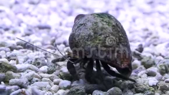 螃蟹旅行者带着他的贝壳视频的预览图