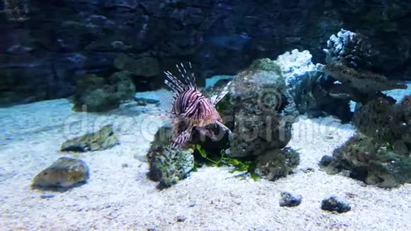 动物园水族馆玻璃后面的珊瑚礁中游动着五颜六色的热带狮子鱼视频的预览图
