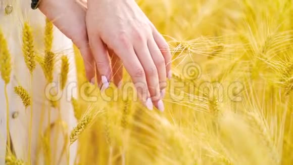 修剪整齐的女性双手在野外用自由空间触摸成熟小麦视频的预览图