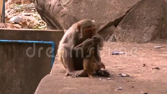 猴子一家人一起吃饭视频的预览图
