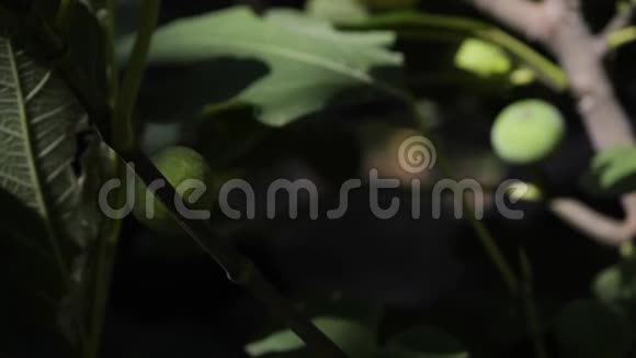 花园里一棵树上的无花果随风摆动照相机变焦视频的预览图