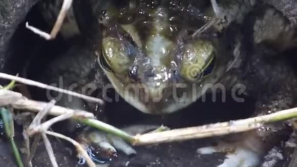 后院的青蛙视频的预览图