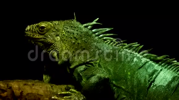 绿鬣蜥在黑暗的背景下在光线和阴影中坐着视频的预览图
