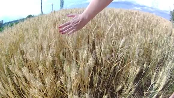 一片金黄的小麦视频的预览图