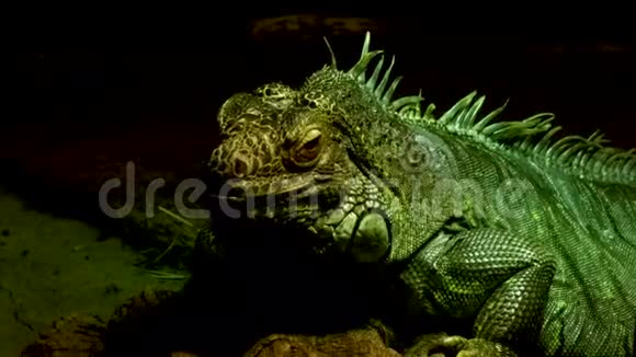 绿鬣蜥在黑暗的背景下在光线和阴影中坐着视频的预览图