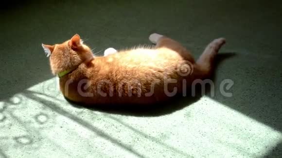 红猫躺在绿色的地毯上太阳和男人的手在戏弄和推他视频的预览图