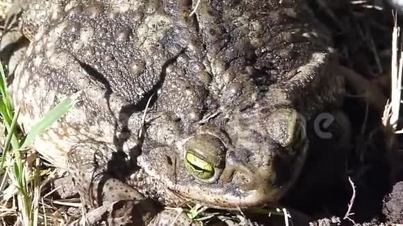 后院的青蛙视频的预览图