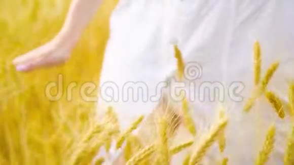年轻女子在麦田里行走触摸成熟的麦穗视频的预览图