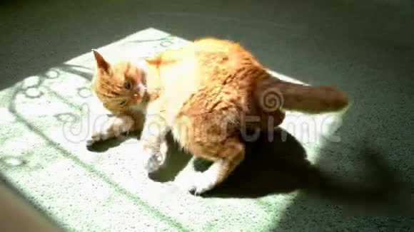 红猫躺在绿色的地毯上突然害怕起来视频的预览图