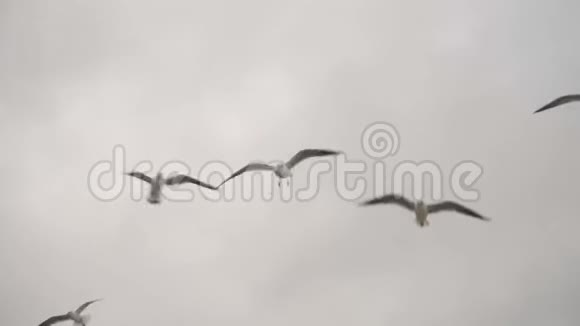 海鸥逆天飞行视频的预览图