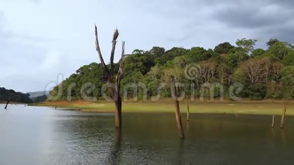 河岸的一只白天鹅视频的预览图