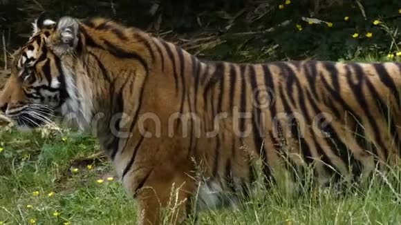 大老虎穿过高大的草丛视频的预览图