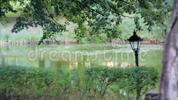平静的景观景观安静的公园池塘或河流树木灌木丛和灯视频的预览图