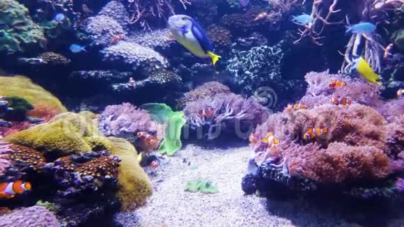 大型水族馆中小丑鱼和其他外来鱼的水下生活视频的预览图