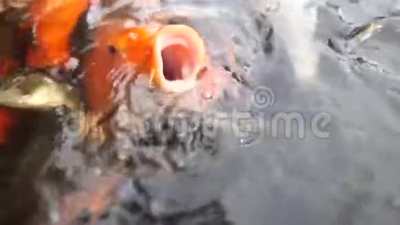 大鱼张开嘴慢吞吞地在池塘里抓面包视频的预览图