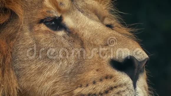 狮子眨眼特写镜头视频的预览图