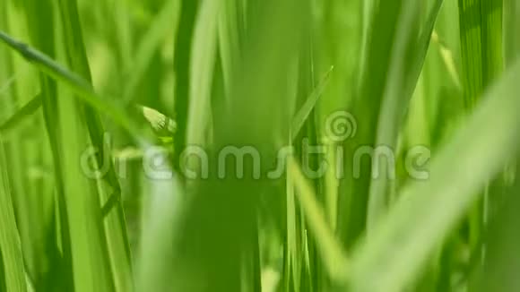 在明媚的午后阳光下穿过清爽的绿色稻田清新的稻树叶视频的预览图