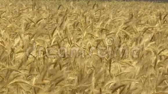 农场的农作物种植一大片麦地收获一种成熟的天然产物没有转基因生物视频的预览图