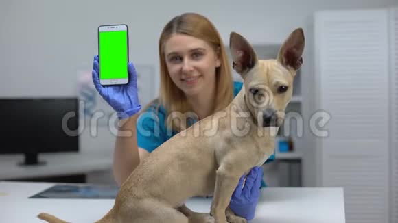 微笑动物诊所医生显示绿色屏幕手机在线宠物检查应用程序视频的预览图