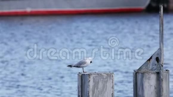 海鸥坐在水的背景上坐在码头的铁柱上视频的预览图