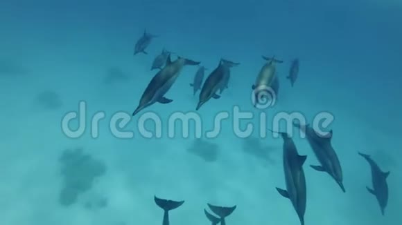 一群海豚游过来斯皮纳海豚斯泰内拉龙眼水下射击俯视视频的预览图