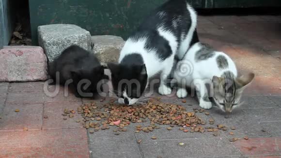 小巷猫吃猫粮视频的预览图