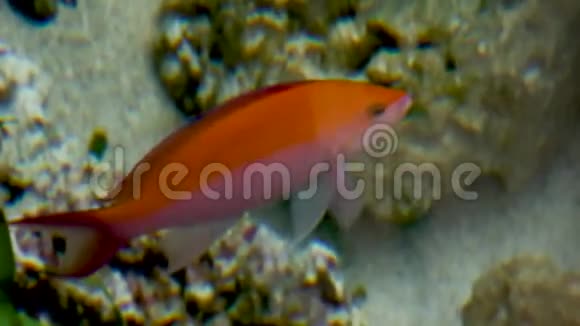 鲜亮的橘色鱼在经过清洗的水族馆游泳视频的预览图