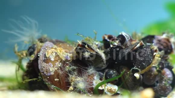 海水水族馆设计细节与海葵可能是Diadumenelineata在咸水海洋生物区黑海视频的预览图