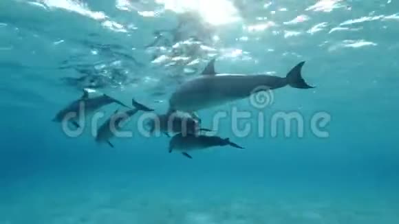 特写镜头一群海豚在蓝色的水面下游泳视频的预览图