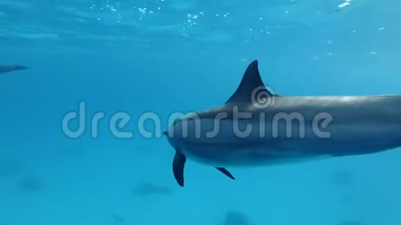 海豚在蓝水中在水面下非常亲密地游泳水下射击特写视频的预览图