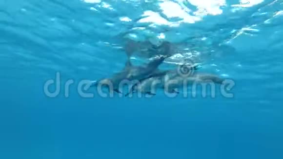 一家三口海豚在水面下游泳水下拍摄特写视频的预览图