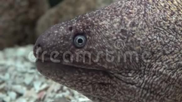 丑陋的Eel海底生物视频的预览图