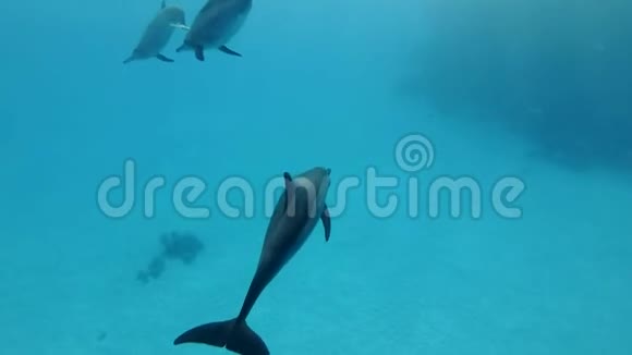 海豚在蓝色的水面下游泳视频的预览图