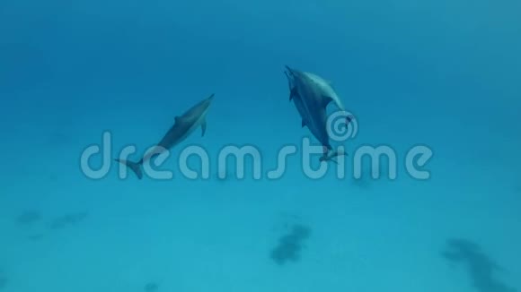 一群海豚在蓝色的水里玩耍水下射击特写视频的预览图