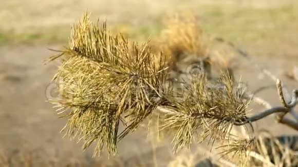干燥的云杉枝在沙漠的地方在风中摇曳有选择的焦点户外视频的预览图