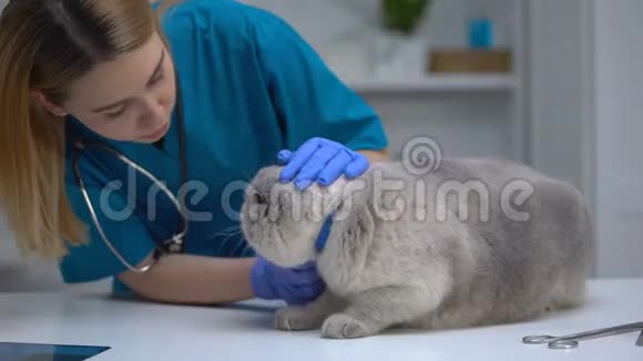 女兽医抚摸压力大的猫在体检时安抚宠物视频的预览图