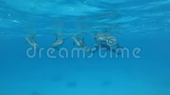 五只怀孕的雌性海豚在蓝色水面下游泳视频的预览图