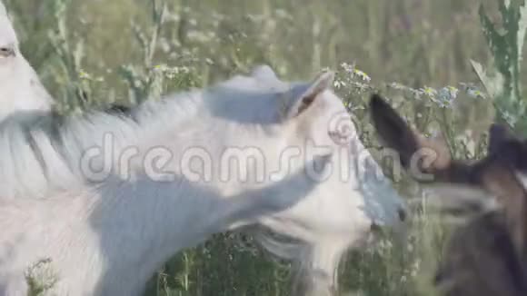 山羊吃绿色植物或咀嚼草药食草家畜画像视频的预览图
