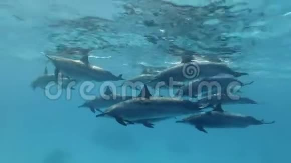 一群雌性海豚在蓝水中慢慢地在水面下游泳水下射击特写视频的预览图