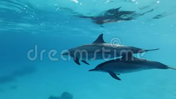 海豚一家在蓝水中慢慢地在水面下游泳慢动作特写视频的预览图